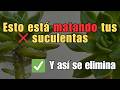 💥 ELIMINA EL ALGODÓN BLANCO DE TUS SUCULENTAS 🌱 (GUÍA COMPLETA PASO A PASO)