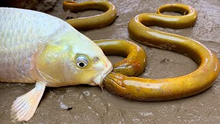 Golden Carp eel - Stop Motion ASMR Big Underground Primitive Experiment Cooking | Cuckoo