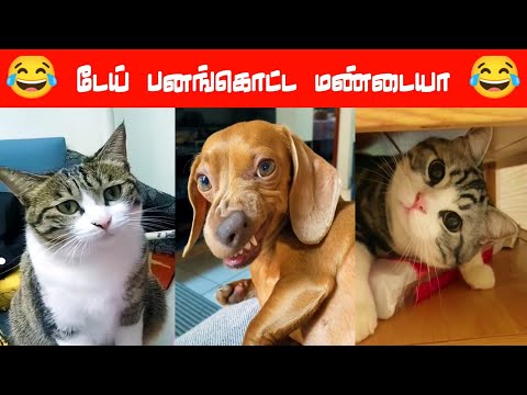 😂🐈🐕இந்த கபாலி கான் காலா லே முட்டு கொடுப்பா...😂🐈🐕#viral #trending #comedy #funnyanimalvideos