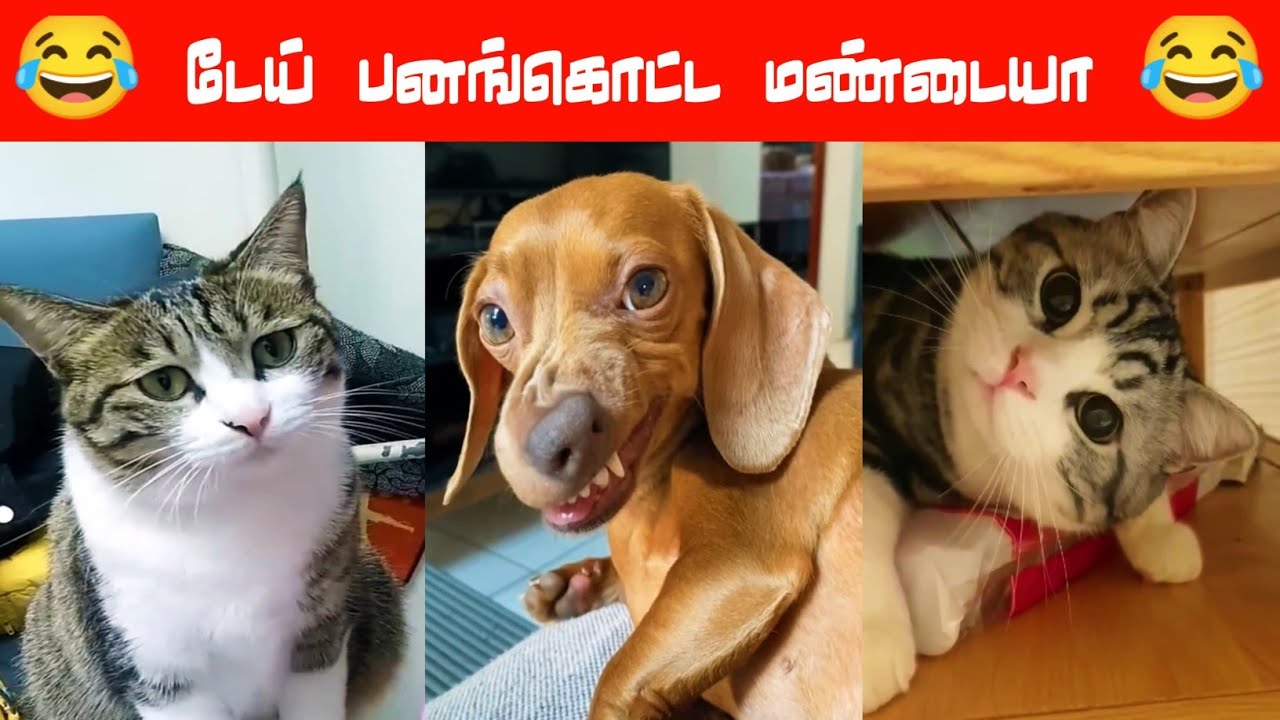 😂🐈🐕இந்த கபாலி கான் காலா லே முட்டு கொடுப்பா...😂🐈🐕