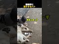 猫相手に強すぎるハト