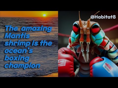 Video: Mantis krevetės – nuostabus jūrų plėšrūnas