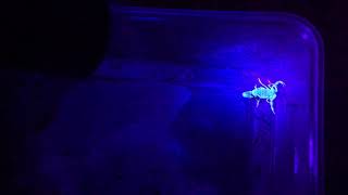 Glow in the dark scorpions