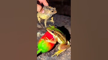 Catch funny frogs | Touch frogs drum funny | toung toung frog | Frog joke