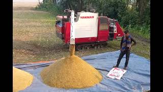 টিউবয়েলের পানির মত অনবরত ধান পড়তে থাকে | modern agriculture #villagelife #paddyharvesting