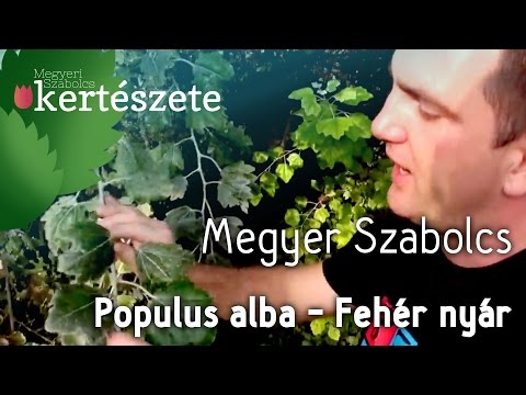 Videó: Mi az a fehér nyárfa?