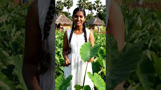 Traditional Village Farming in India 🌾 Giant Arbi Leaves Harvest