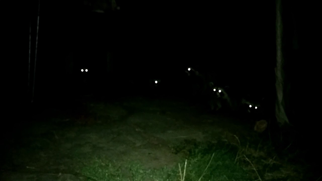 Racoons at night. YouTube