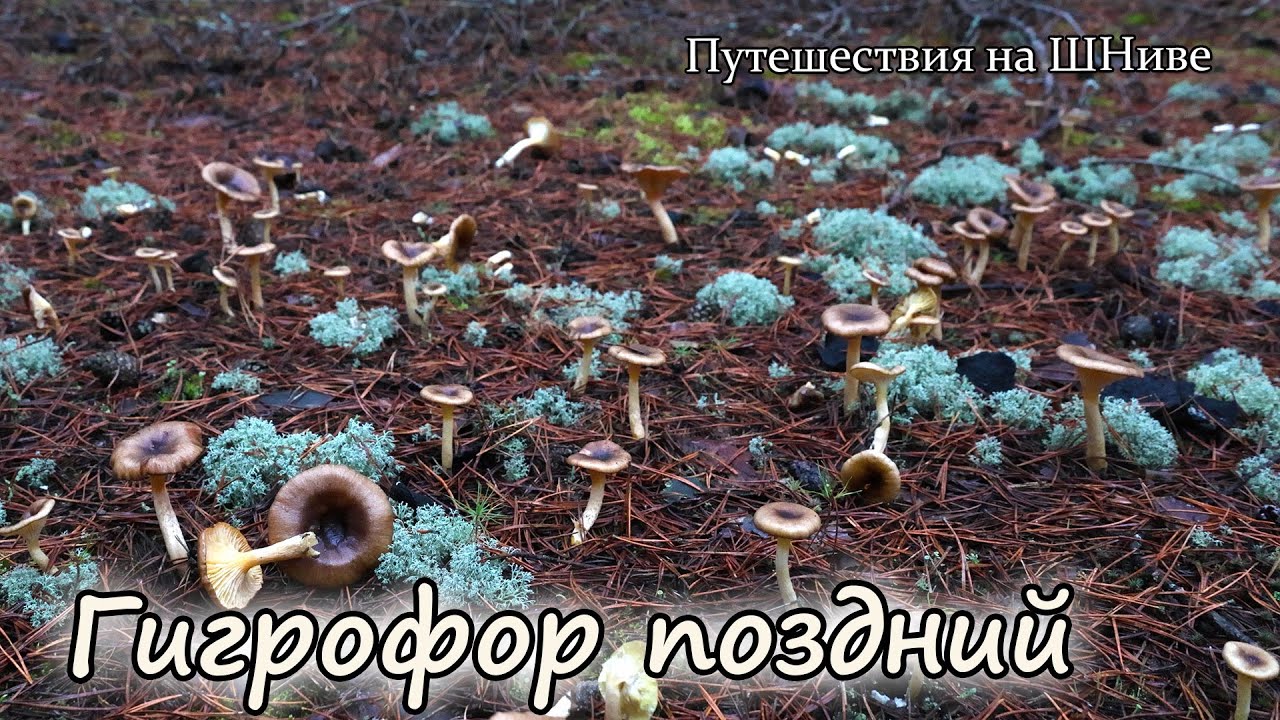 6 ноября в Воскресенском районе. Гигрофоры поздние.