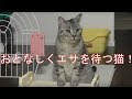 食器台の前でお利口さん座りしてエサを待つ猫 The cat which waits for bait