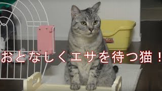 食器台の前でお利口さん座りしてエサを待つ猫 The cat which waits for bait