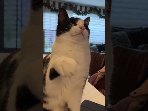 Cat Slaps Me
