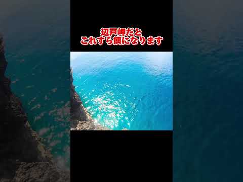 巨大魚を狙う泳がせ釣り【辺戸岬】