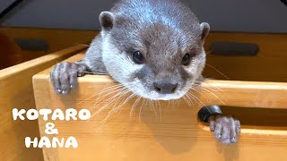 見つかった時のカワウソがあざとかわいい　Otter Kotaro&Hana Find Good Hiding Spots!
