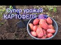 Сумасшедший урожай картофеля в засуху! 2023