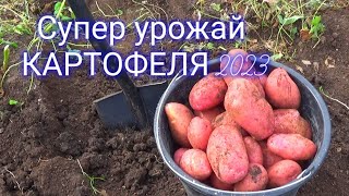 Сумасшедший урожай картофеля в засуху! 2023