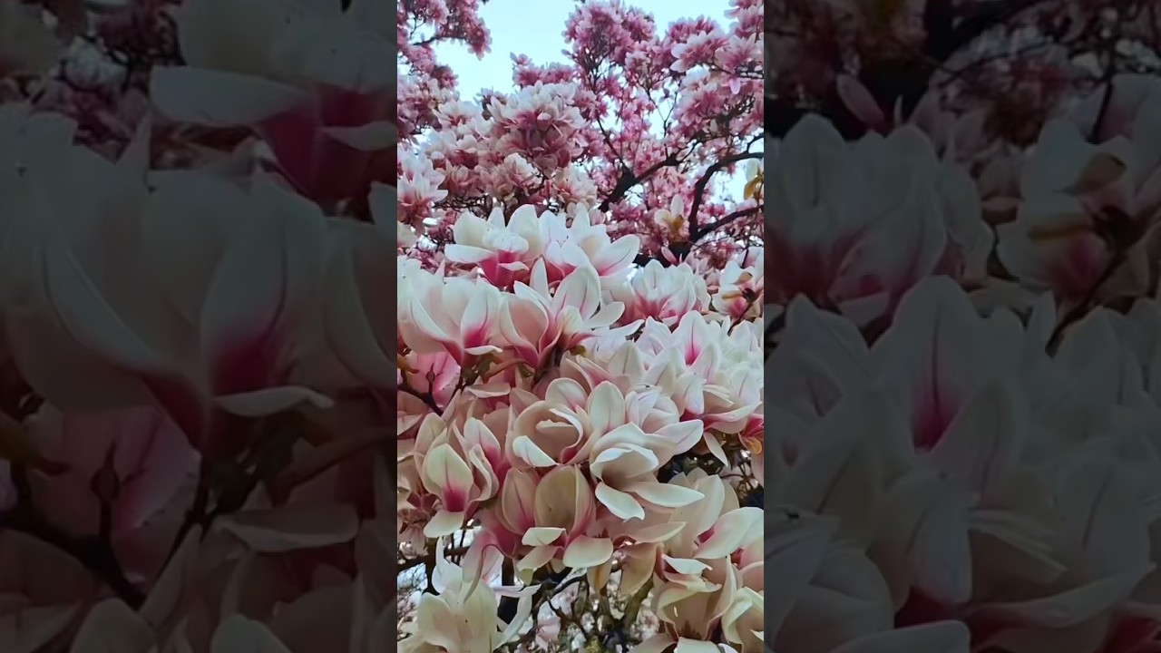 Super magnolia flowers tree // beautiful natural flowers (5/4)
