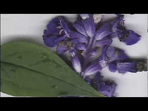 flower scan reel #5