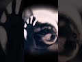 Pedro Pedro Pedro raccoon dancing 🎉 #music