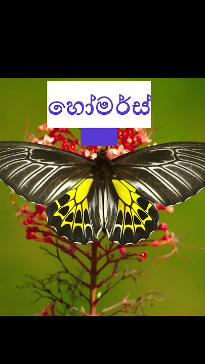 ලෝකයේ විශාලතම සමනළුන් #butterfly #happy #music #srilanka