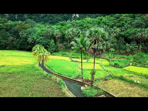 FREE VIDEO BACKGROUND