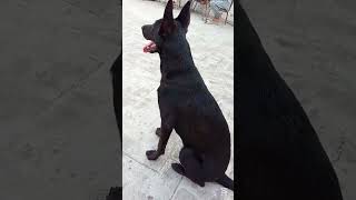 Malinois On Duty Protecting All Animals