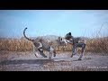 lion cub animation | #lion #cubs #lionesses #animation