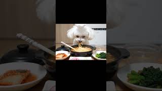🍜 푸들과 말티즈가 섞인 믹스견의 라면먹방!  라면과 함께 즐기는 김치🌶️