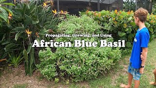 African Blue Basil | Propagating, Growing, Uses