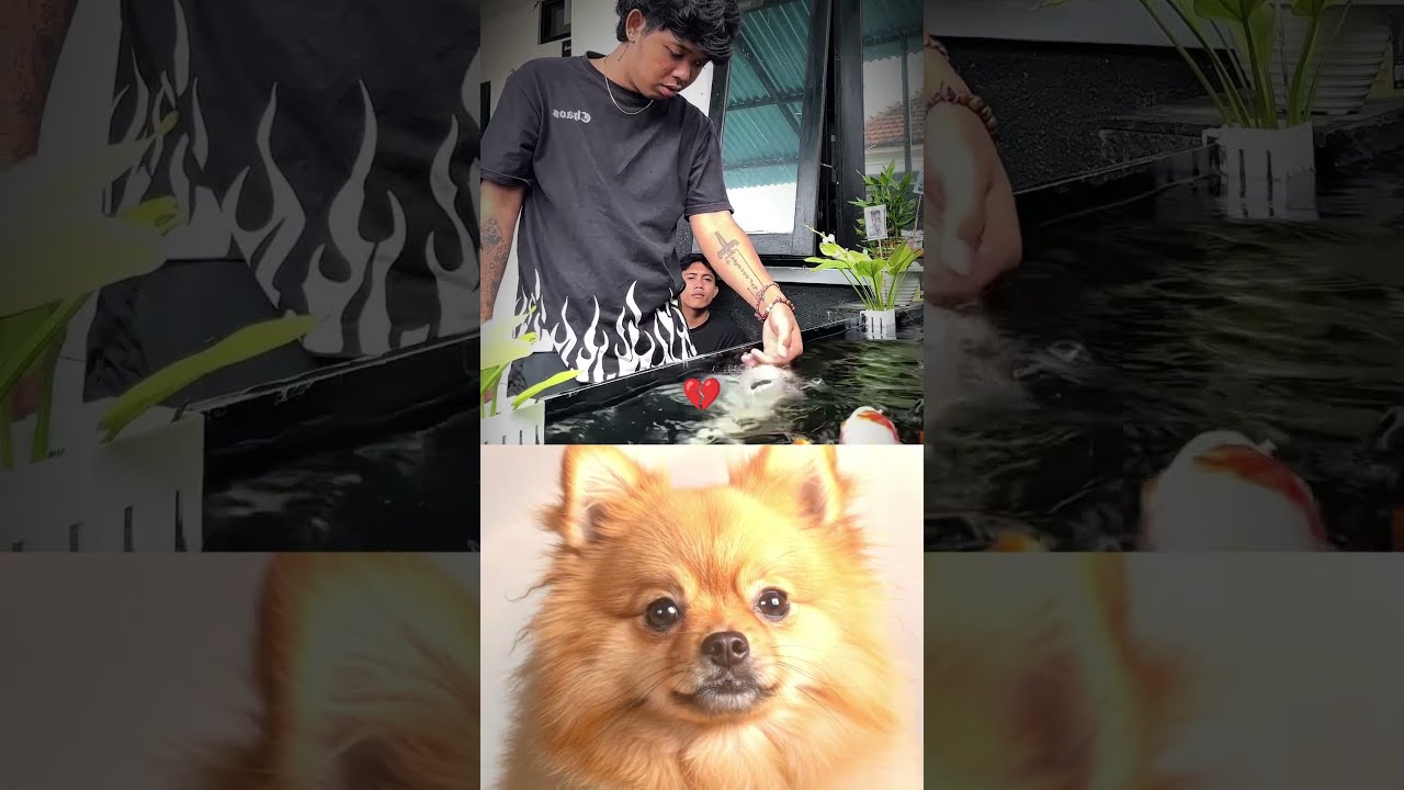 Give This Video Title Warning Answer Dog Memes Dance Trending Trend