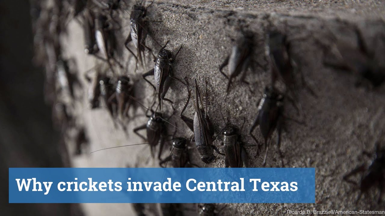 Why crickets invade Central Texas YouTube