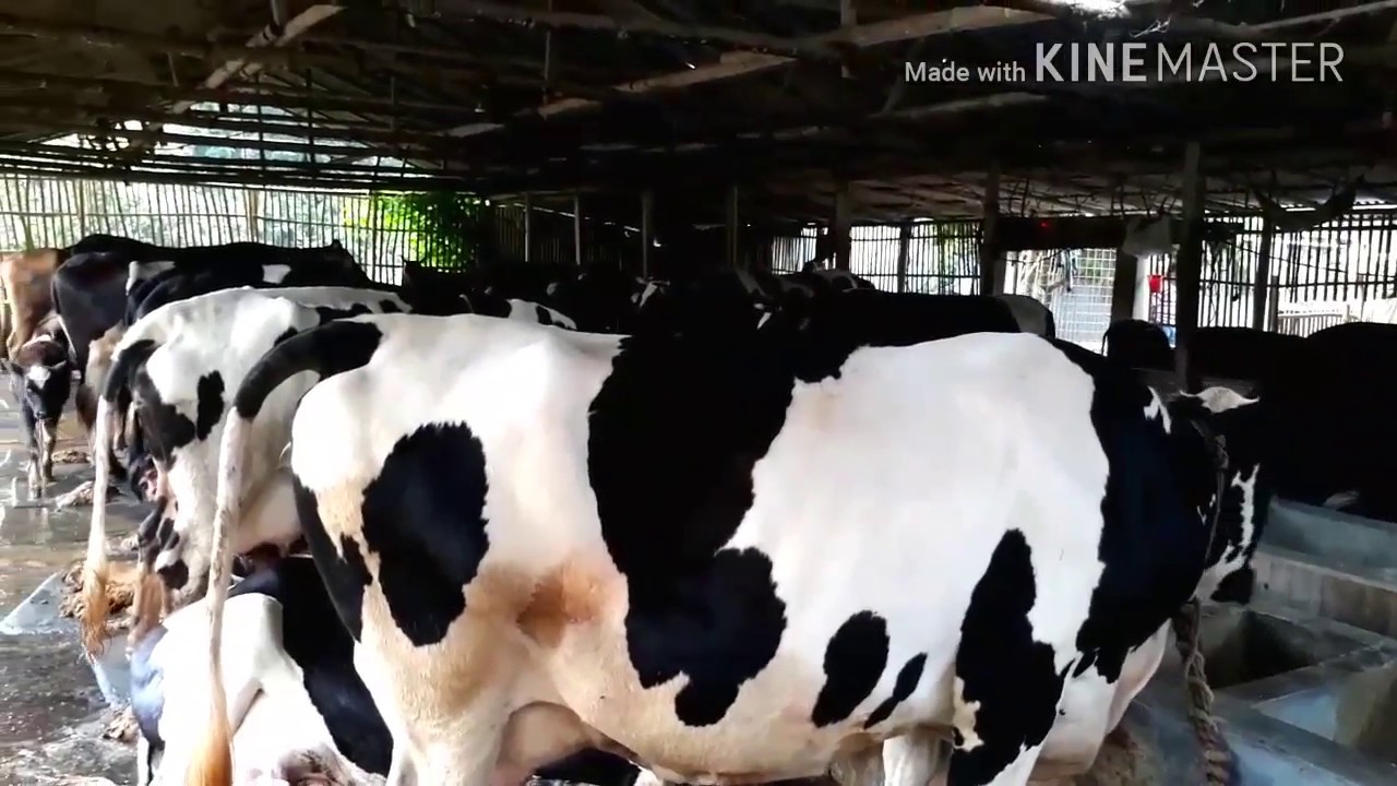 Dairy farm chatmohar Bangladesh / BD Village Life YouTube