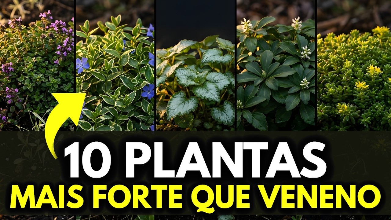 10 Plantas Que Acabam com o Mato Instantaneamente Mais Forte que Veneno