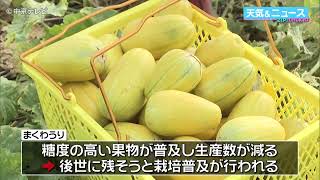 マクワウリ　美味しい　8 ㎏ Peak shipping season for 