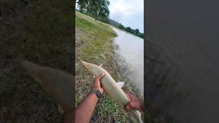 adventures of a pond hopper #bankpressure #fishing #fishingshorts #fishinglife