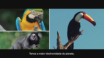 Quais fatores relacionados ao meio ambiente auxiliam na qualidade de vida?