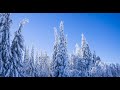 Зимний лес в Уральских горах - 4к./Winter forest in the Ural mountains - 4k.