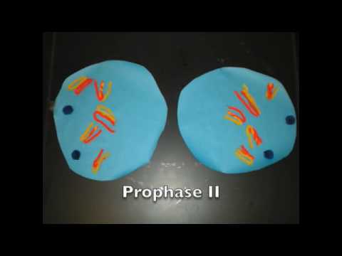 Meiosis Project