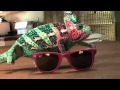 Super Chameleon - Ray Ban sunglasses YouTube.