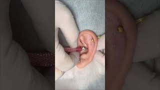 ear piercing #piercing #earpiercing #forwardhelix