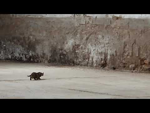 Vídeo: Intoxicació Per Rata En Gats