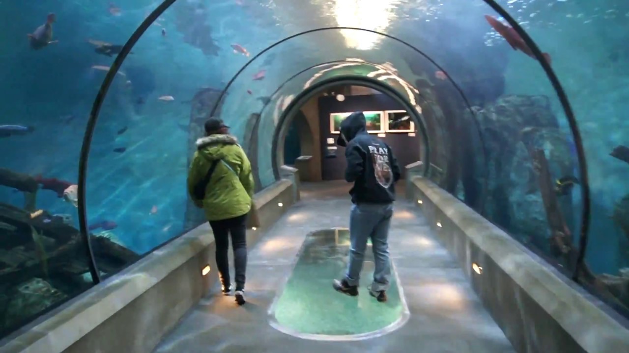 Newport, Oregon Aquarium Trip 5/8/18