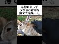 辛抱たまらず、うさぎの背中をなでた結果…