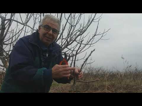 Πως φυτεύουμε συκιά ροδιά βερικοκιά