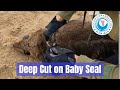 DEEP CUT on Baby Seal