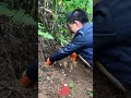 Gastrodia elata digging machine! Harvest mountain treasures easily 🌿🚜💰