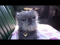 Can your Affenpinscher do this ? Affiefilms celebrates 10 Years of filming