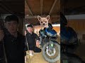 Chuyện ngã xe vì buồn ngủ