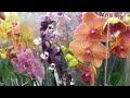 не ПОСТУПЛЕНИЕ, а МЕЧТА, сказочной красоты ОРХИДЕИ в КАСТОРАМА. орхидея фаленопсис биг лип