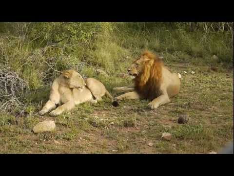 Video: Leijonat Tappoivat Sarvikuono-salametsästäjät Etelä-Afrikan Luonnonsuojelualueella